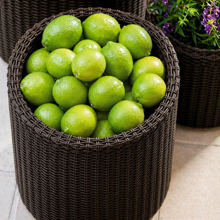 KETER Σετ 3 Κυλινδρικές Γλάστρες Rattan σε 3 Μεγέθη S/M/L με Αποστράγγιση 612075 Καφέ