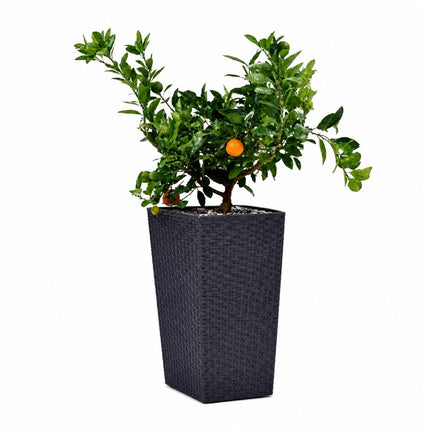 KETER Rattan Style Γλάστρα M 57cm με Διπλό Τοίχωμα 612061 Ανθρακί